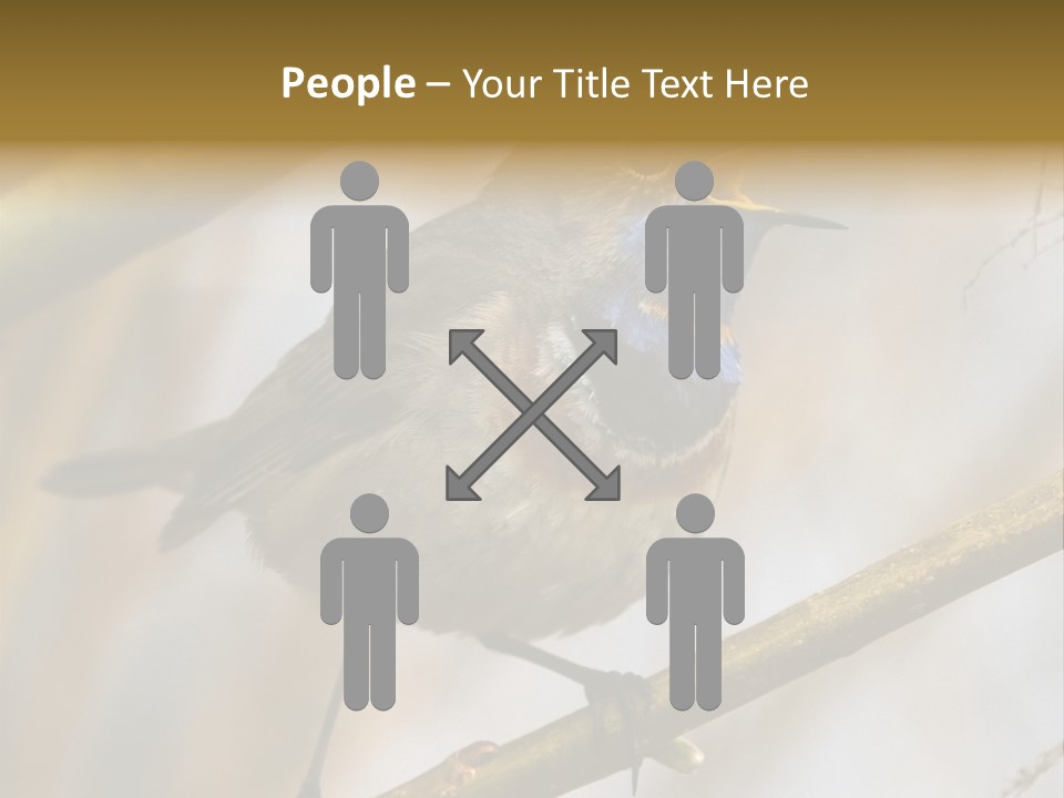 Beak Sitting Spot PowerPoint Template