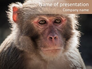 Natural Looking Common PowerPoint Template