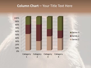 Natural Looking Common PowerPoint Template