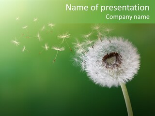 Wind Time Backgrounds PowerPoint Template