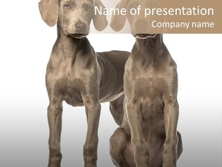 Mammal Purebred No People PowerPoint Template