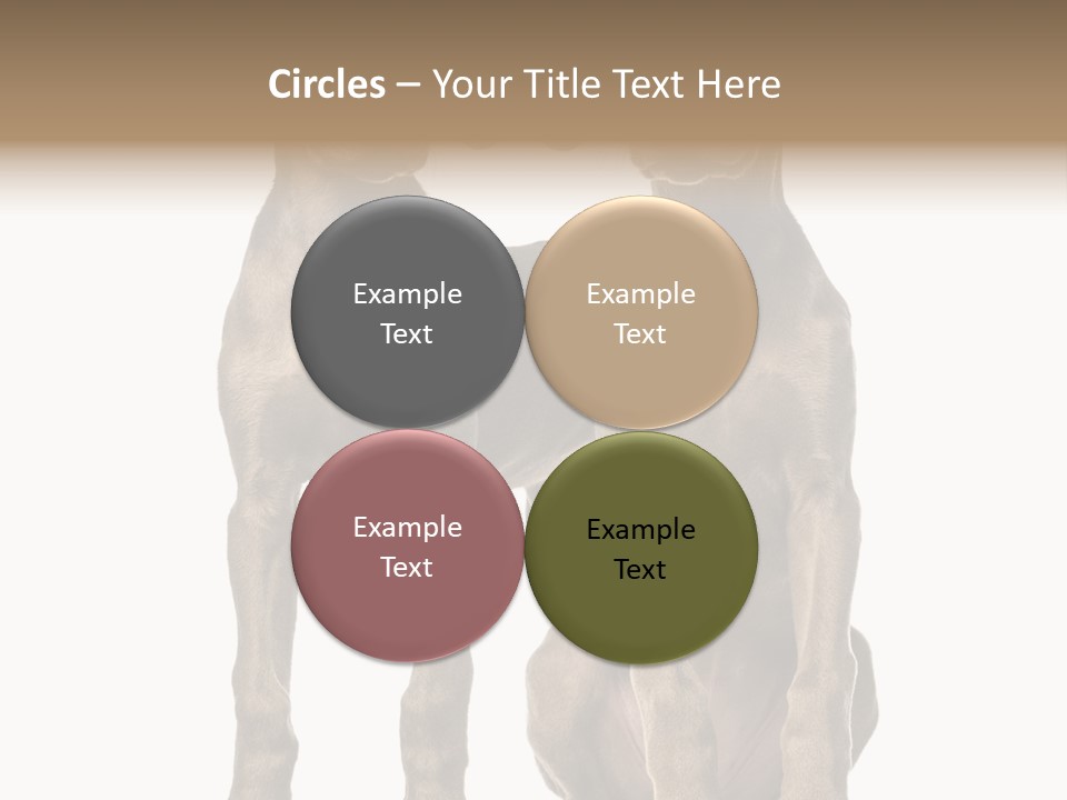 Mammal Purebred No People PowerPoint Template
