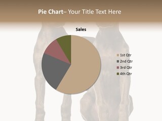 Mammal Purebred No People PowerPoint Template