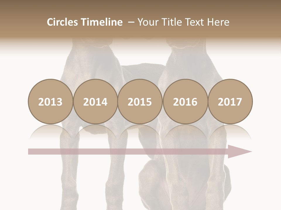 Mammal Purebred No People PowerPoint Template