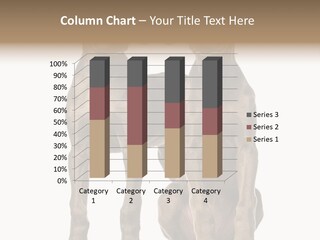 Mammal Purebred No People PowerPoint Template