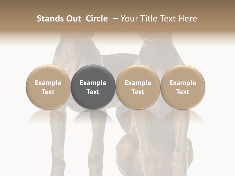 Mammal Purebred No People PowerPoint Template