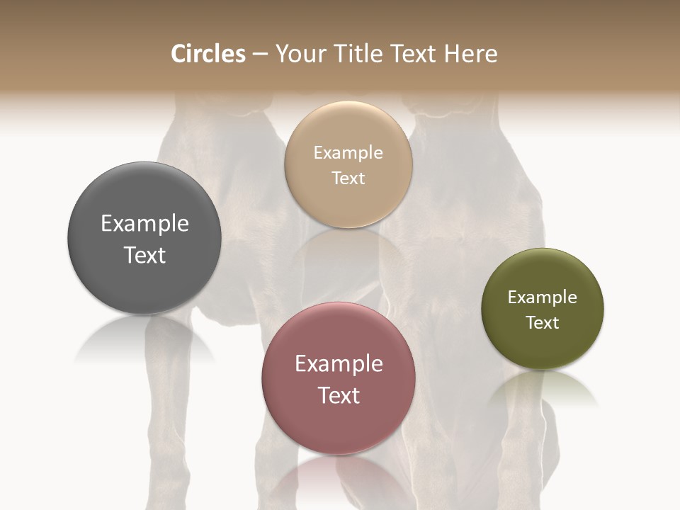 Mammal Purebred No People PowerPoint Template