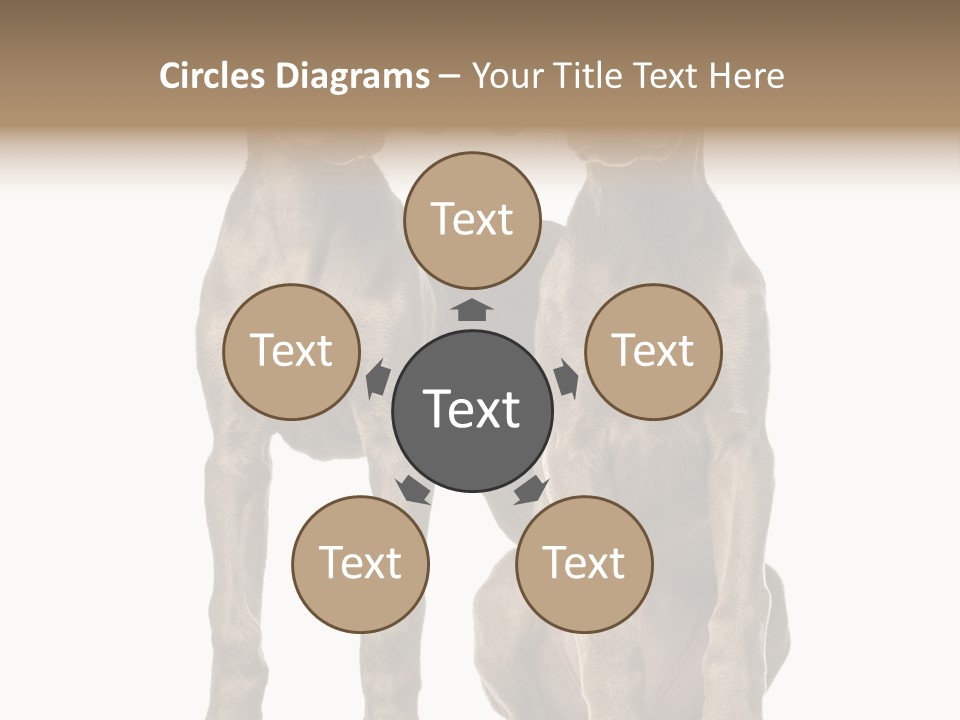 Mammal Purebred No People PowerPoint Template