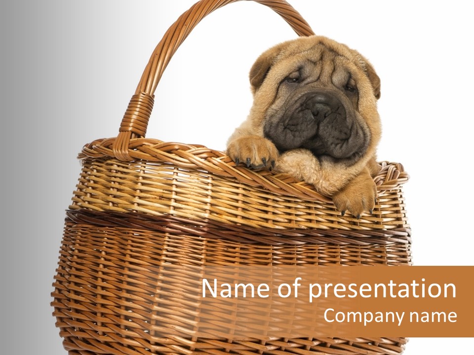 No People Purebred Dog Alone PowerPoint Template