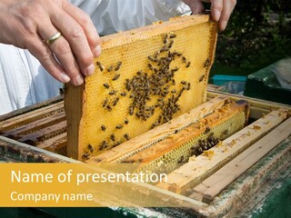 Pollination Beekeeping Apiary PowerPoint Template