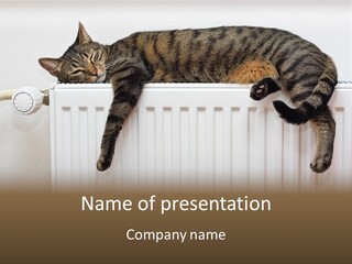 Relaxation Multi Colored Sleeping Cat PowerPoint Template