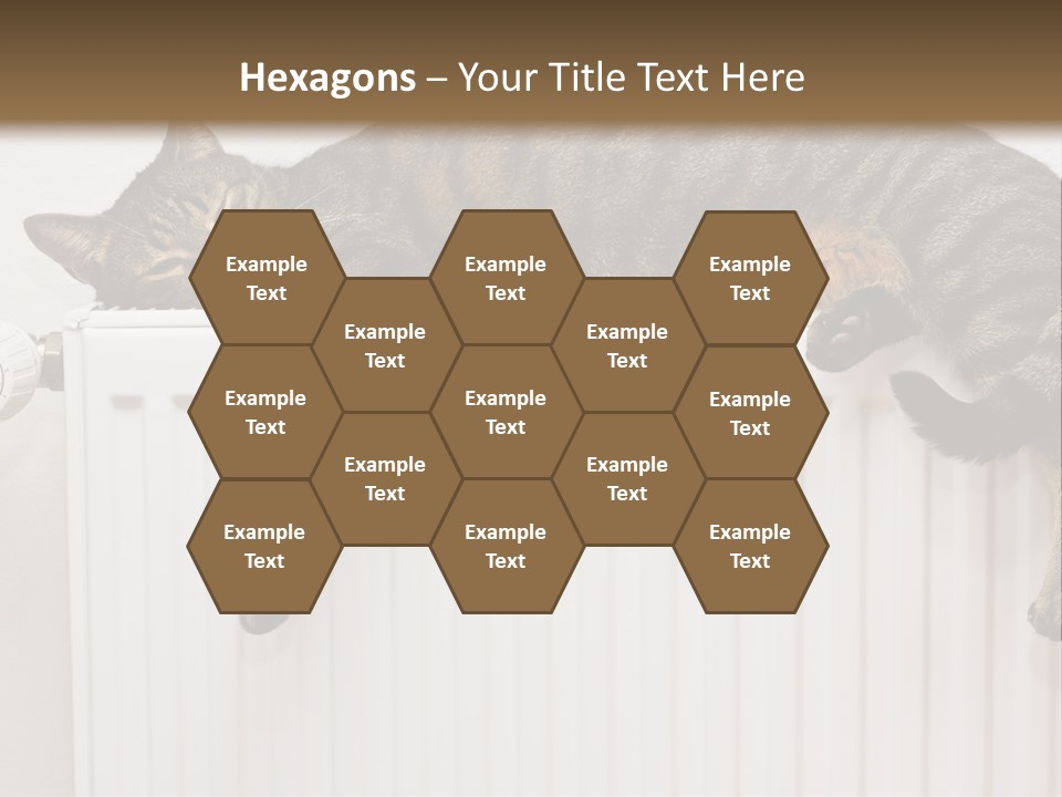 Relaxation Multi Colored Sleeping Cat PowerPoint Template