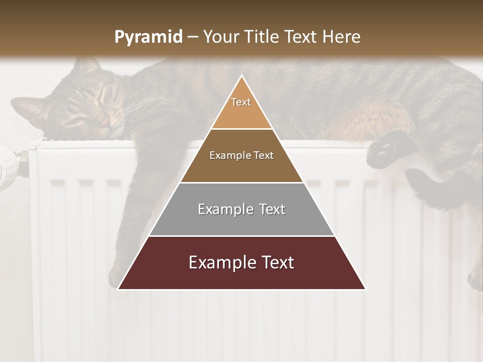 Relaxation Multi Colored Sleeping Cat PowerPoint Template