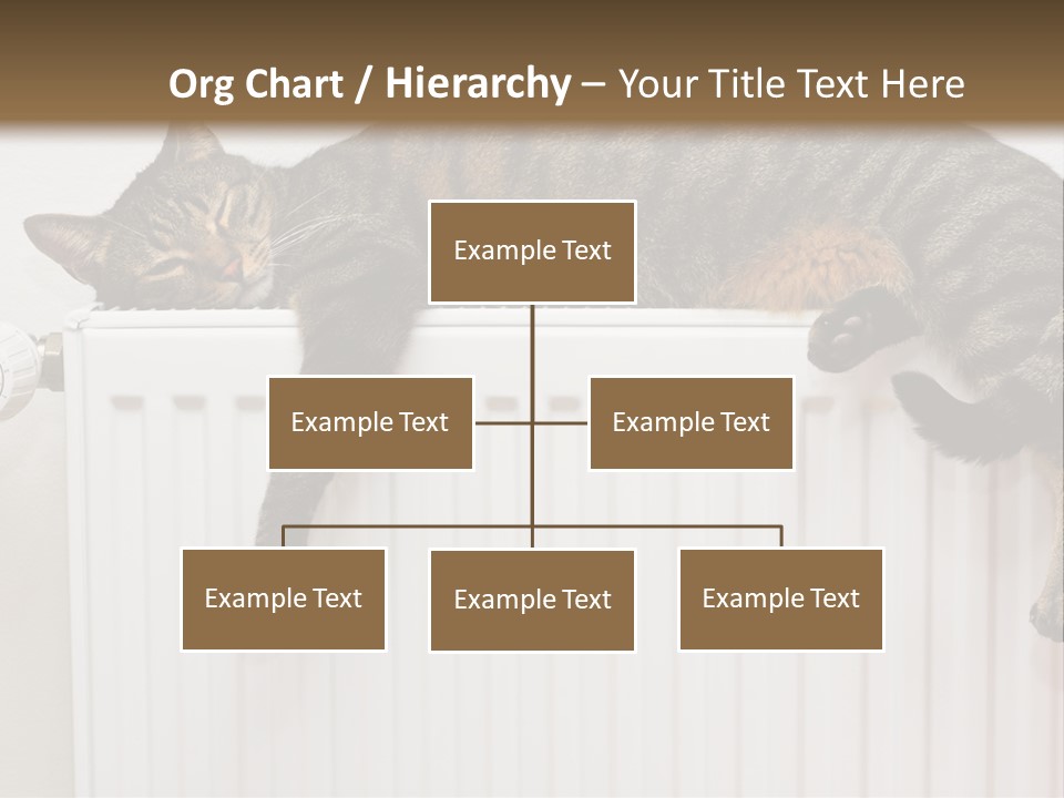 Relaxation Multi Colored Sleeping Cat PowerPoint Template