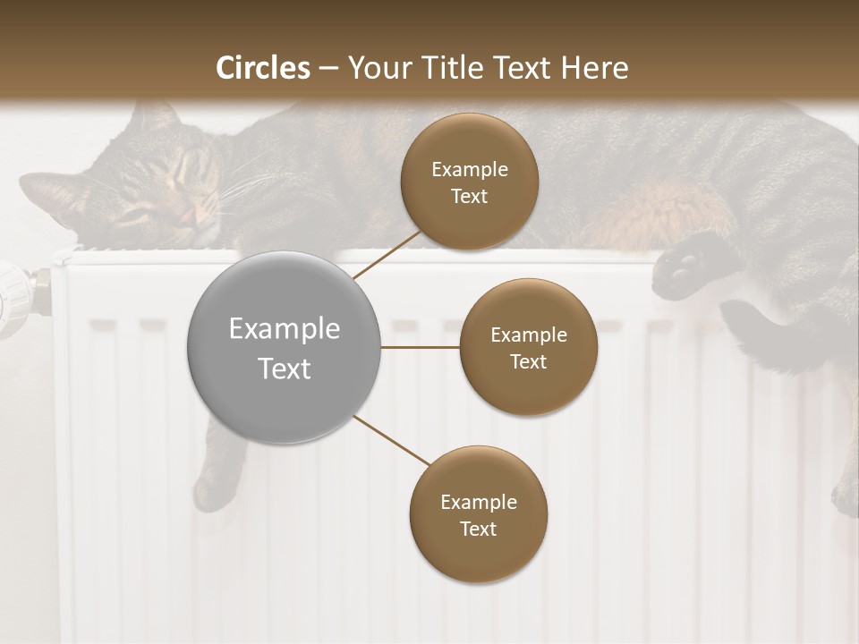 Relaxation Multi Colored Sleeping Cat PowerPoint Template