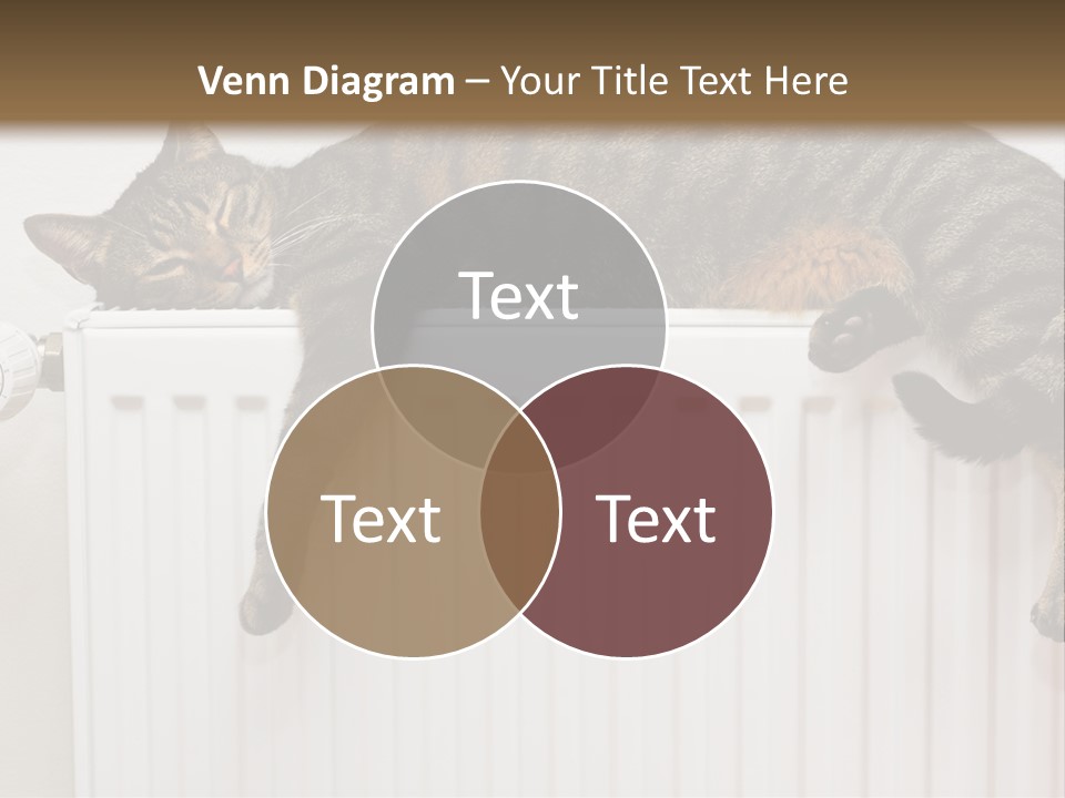 Relaxation Multi Colored Sleeping Cat PowerPoint Template