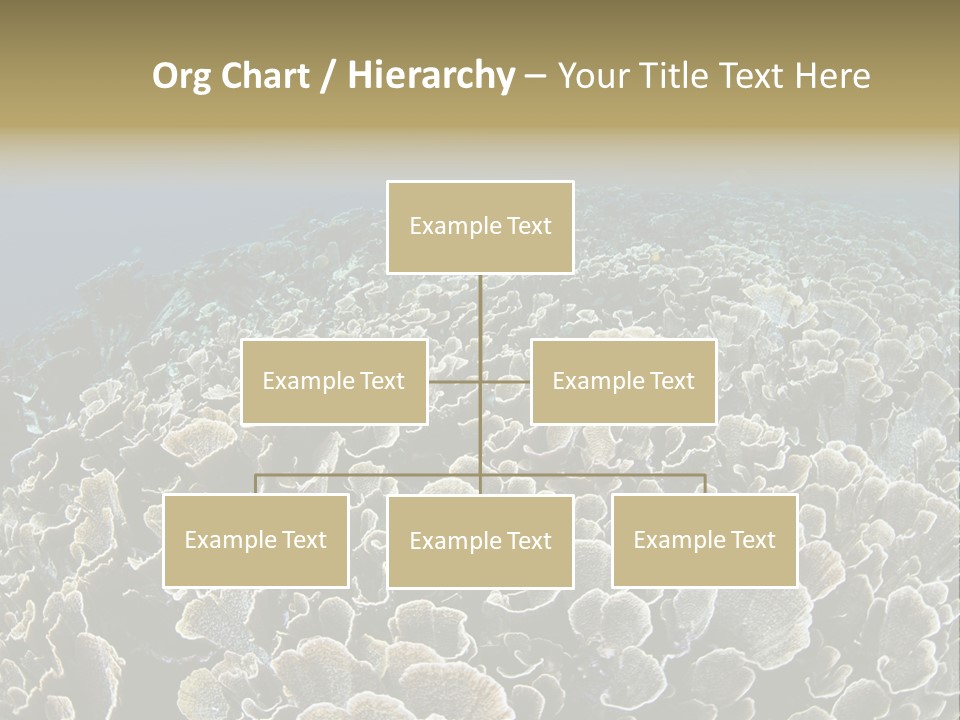 Raja Ampat Environment Habitat PowerPoint Template