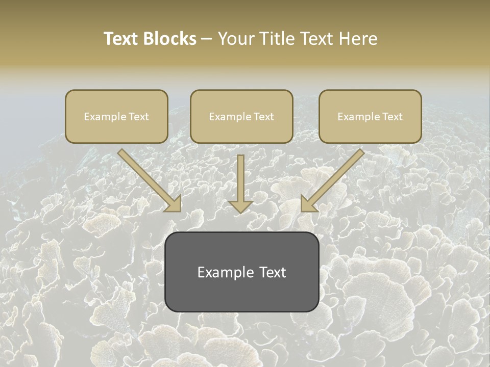 Raja Ampat Environment Habitat PowerPoint Template