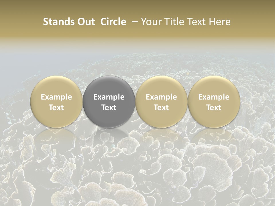 Raja Ampat Environment Habitat PowerPoint Template