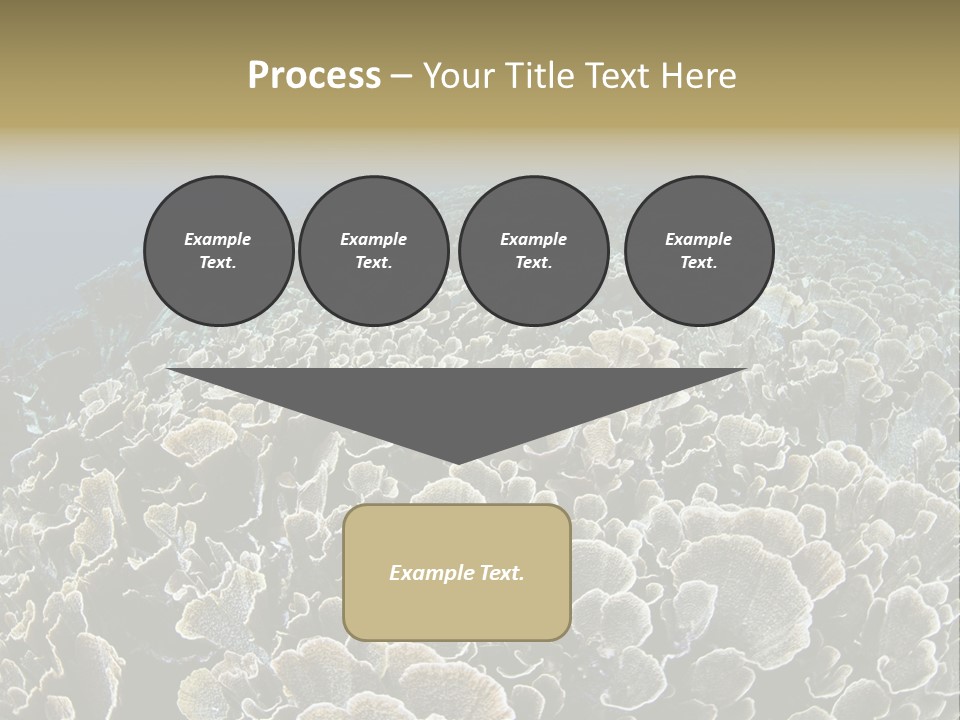 Raja Ampat Environment Habitat PowerPoint Template