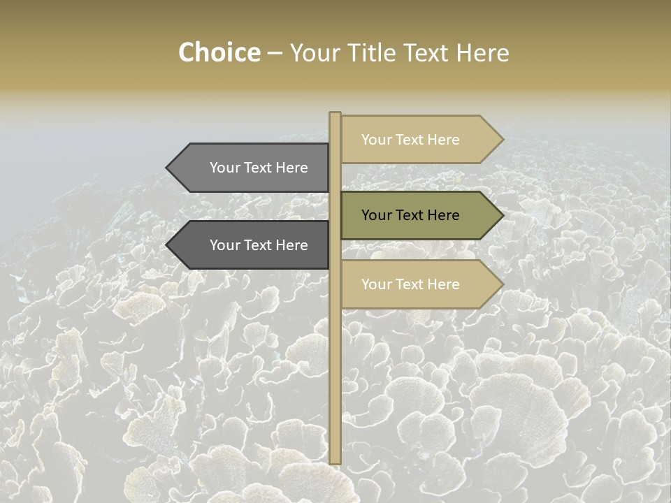 Raja Ampat Environment Habitat PowerPoint Template