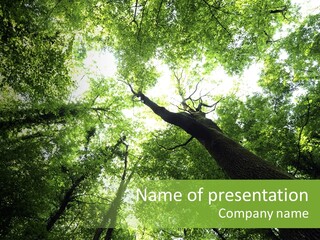 Branches Bark Green Wood PowerPoint Template