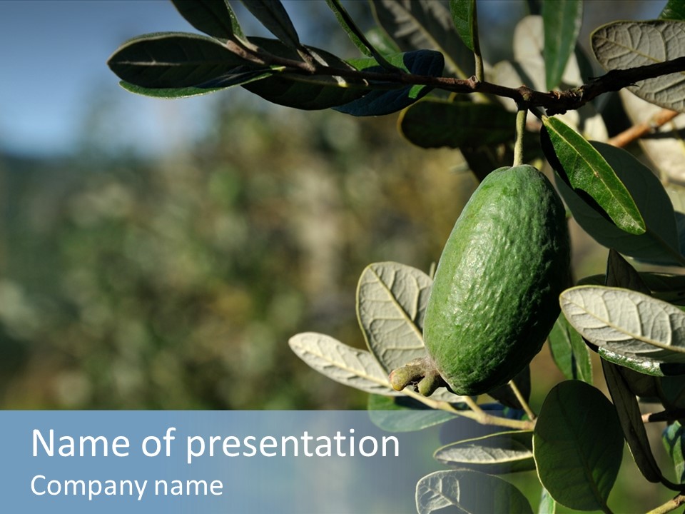 An Avocado Hanging From A Tree With Leaves PowerPoint Template