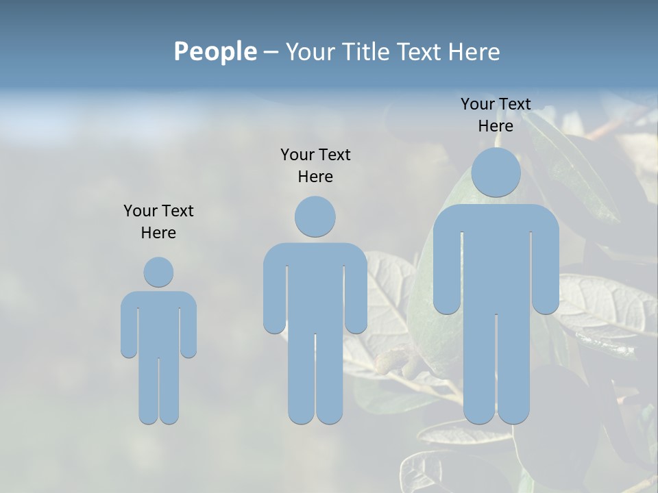 An Avocado Hanging From A Tree With Leaves PowerPoint Template