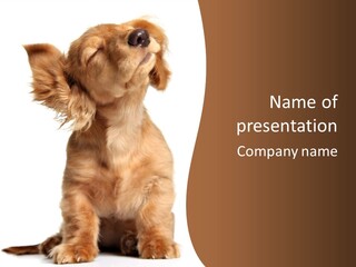 Canine Doxie Breed PowerPoint Template