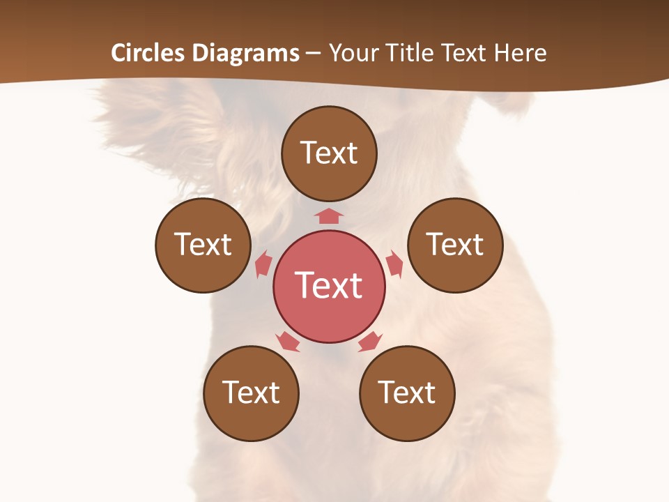 Canine Doxie Breed PowerPoint Template