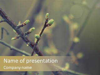 Sapling Garden Small PowerPoint Template