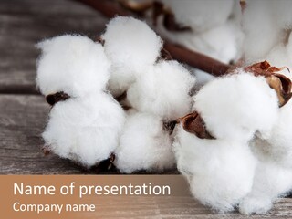 White Raw Twig PowerPoint Template