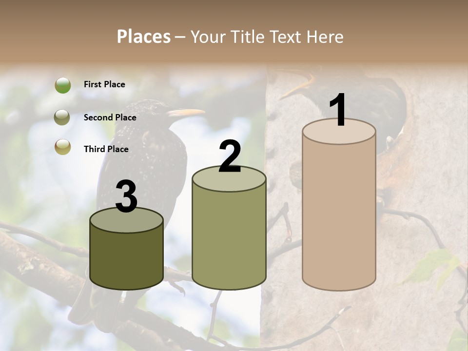 Make Angry Chick Shout At PowerPoint Template