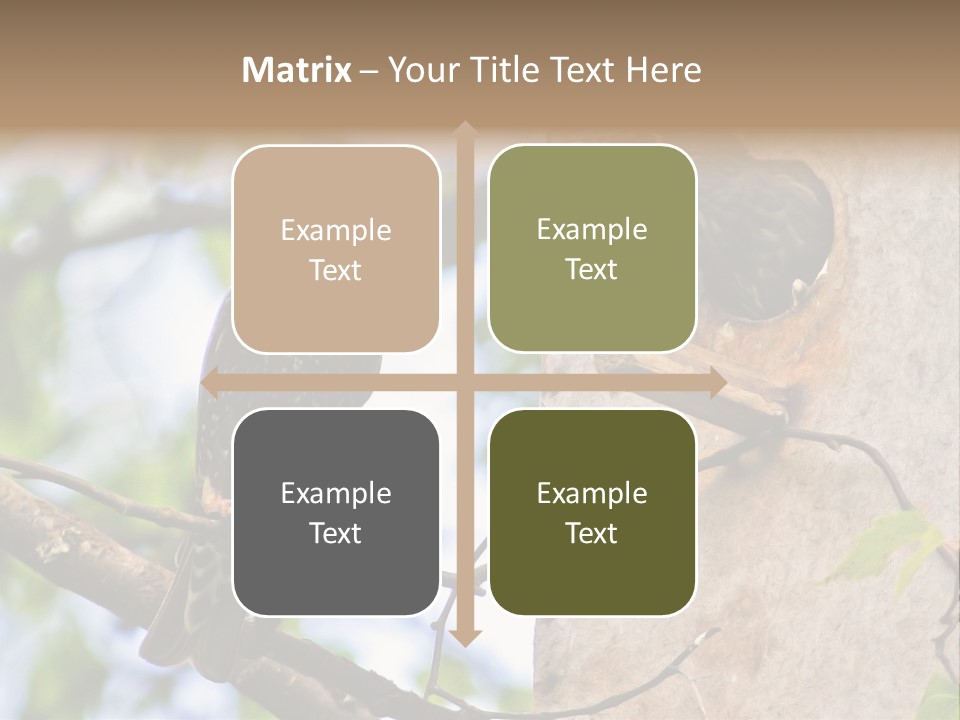 Make Angry Chick Shout At PowerPoint Template