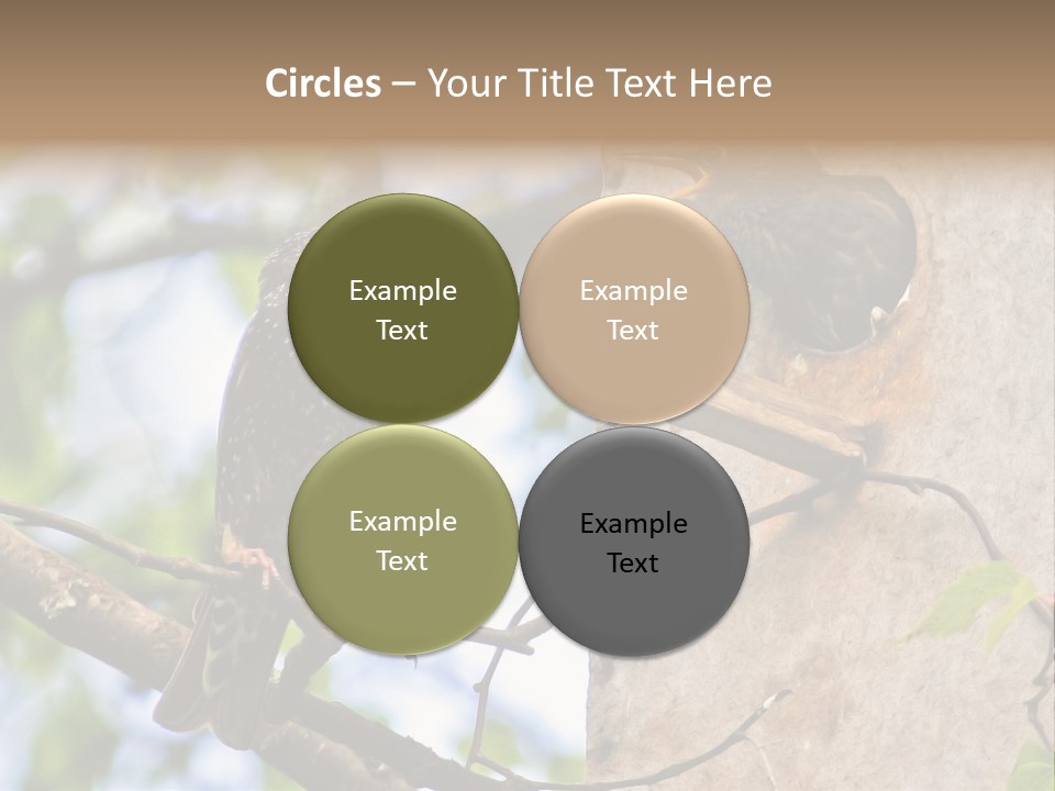 Make Angry Chick Shout At PowerPoint Template