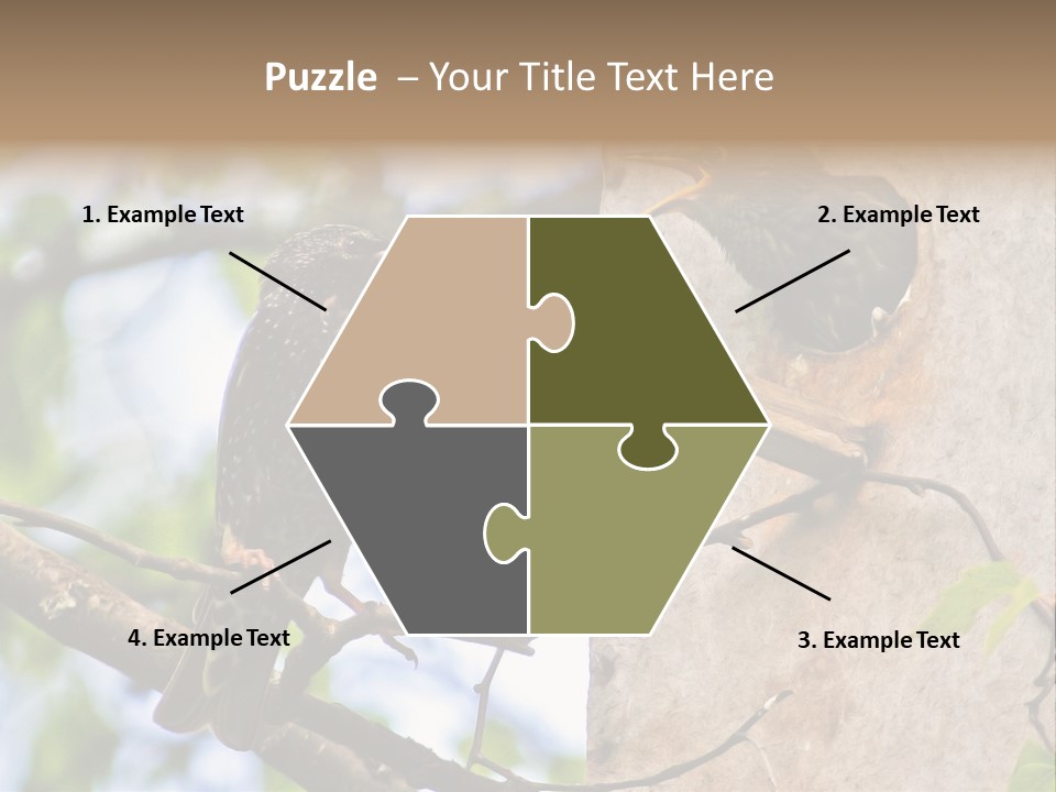 Make Angry Chick Shout At PowerPoint Template