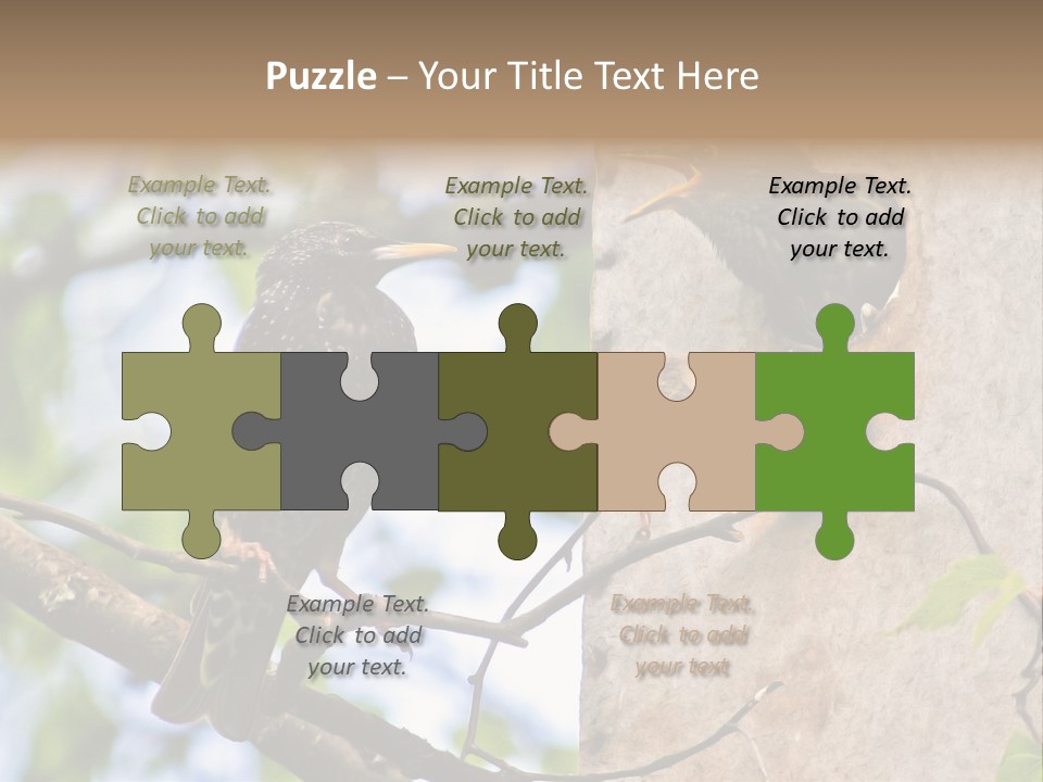 Make Angry Chick Shout At PowerPoint Template