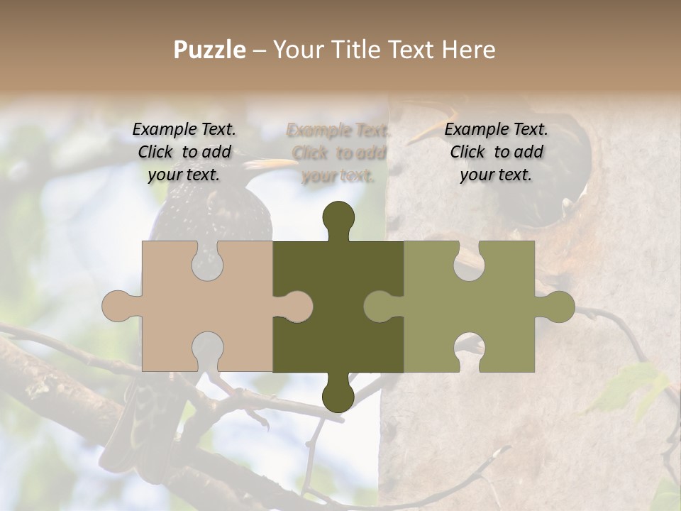 Make Angry Chick Shout At PowerPoint Template