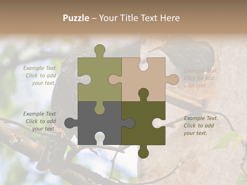 Make Angry Chick Shout At PowerPoint Template