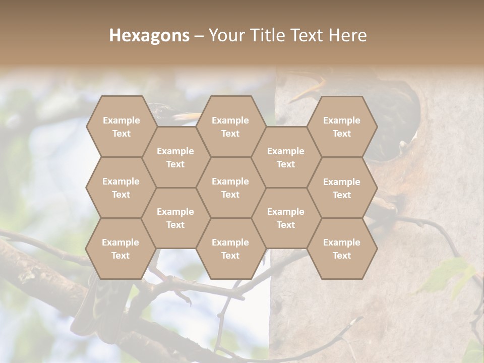 Make Angry Chick Shout At PowerPoint Template