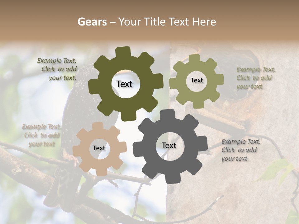 Make Angry Chick Shout At PowerPoint Template