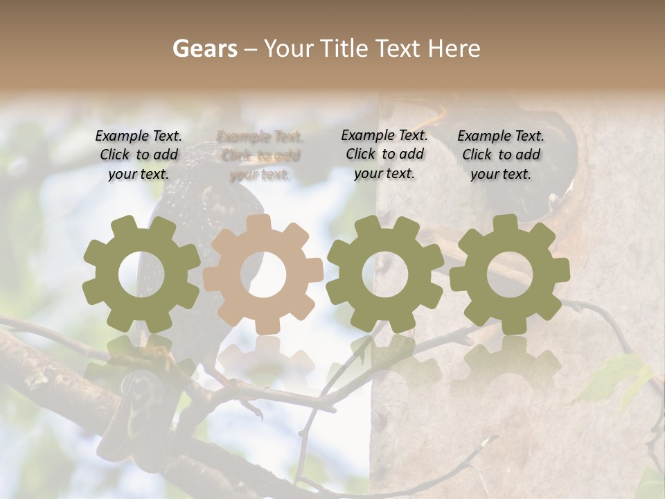 Make Angry Chick Shout At PowerPoint Template