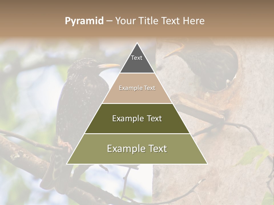 Make Angry Chick Shout At PowerPoint Template