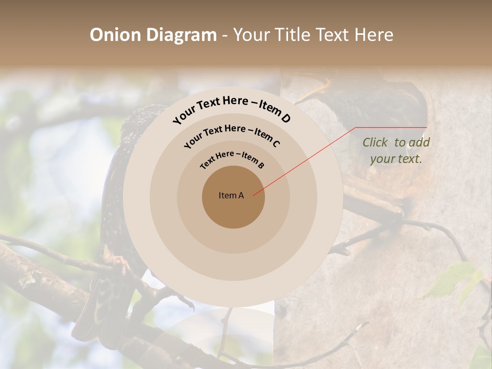 Make Angry Chick Shout At PowerPoint Template