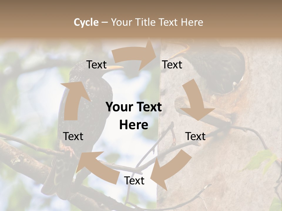 Make Angry Chick Shout At PowerPoint Template