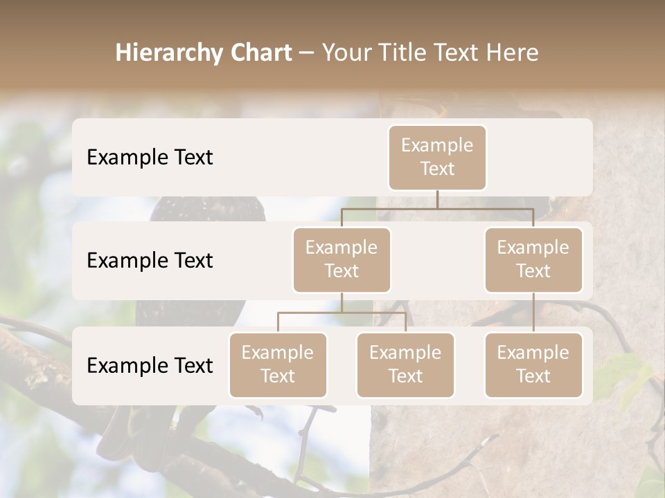 Make Angry Chick Shout At PowerPoint Template