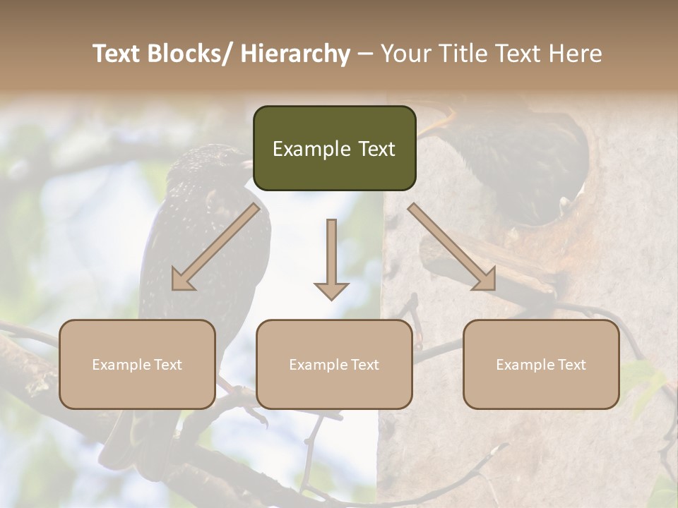 Make Angry Chick Shout At PowerPoint Template