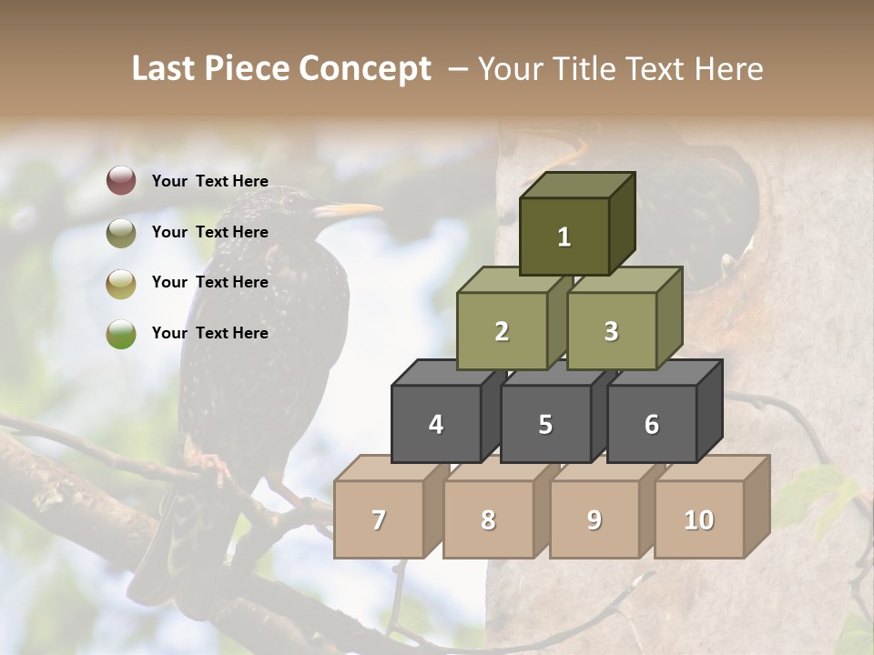 Make Angry Chick Shout At PowerPoint Template