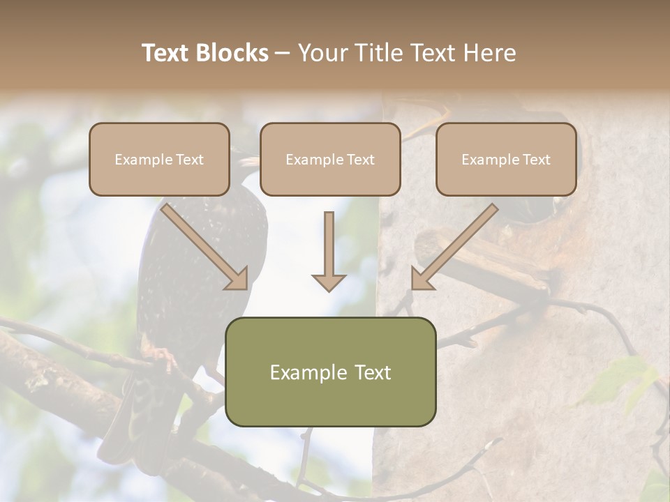 Make Angry Chick Shout At PowerPoint Template