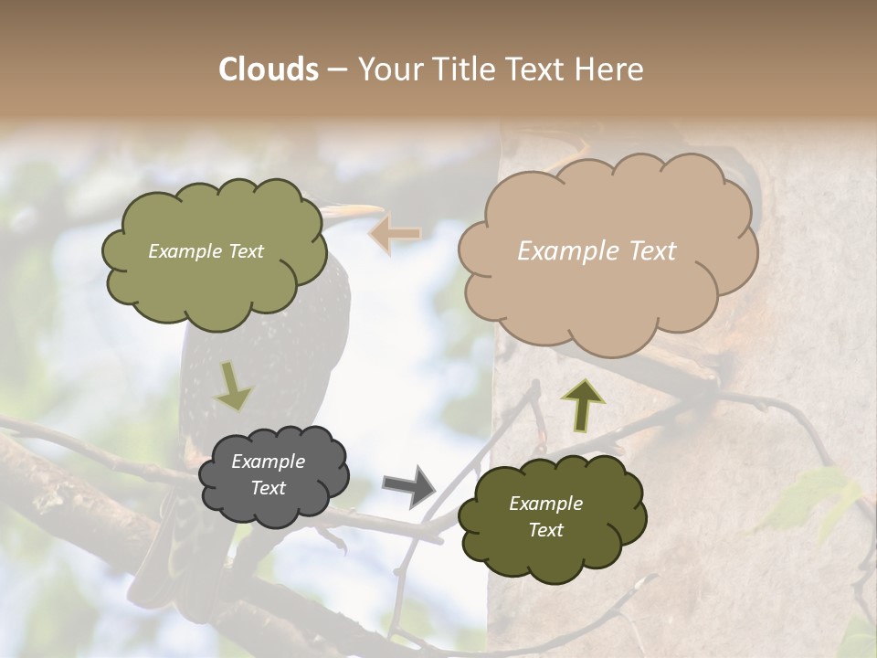 Make Angry Chick Shout At PowerPoint Template